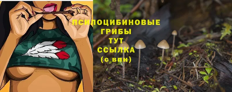 Псилоцибиновые грибы MAGIC MUSHROOMS  где купить   Кимры 